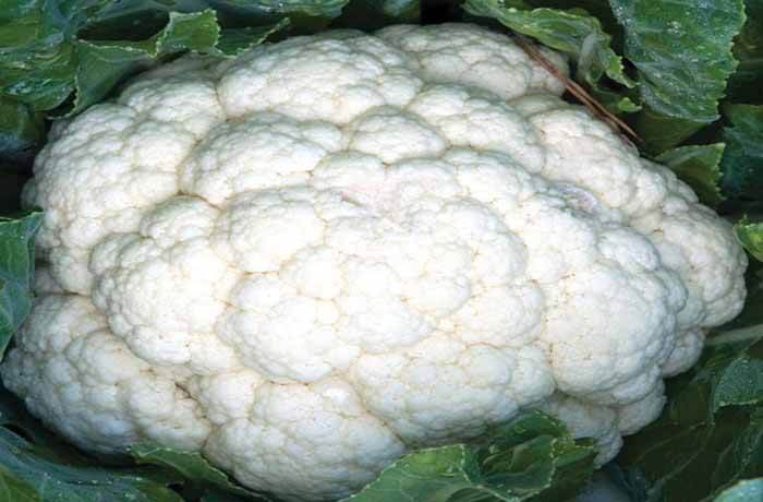 CAULIFLOWER  SAMAG GOLDEN F1